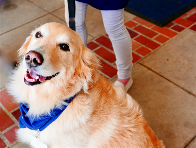 Ask Landlord Hank If A Tenant Dies, Does His Emotional Support Dog Become A Pet?