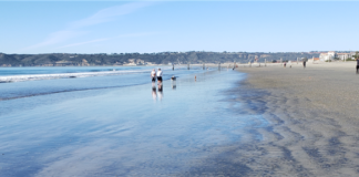 The Most Paw-Friendly Cities in America in 2021