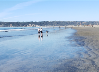 The Most Paw-Friendly Cities in America in 2021