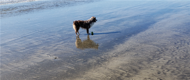 The Most Paw-Friendly Cities in America in 2021