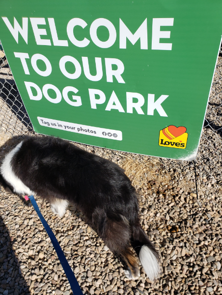 Rental housing pets and are you Concerned About Pets At Your Rental Communities