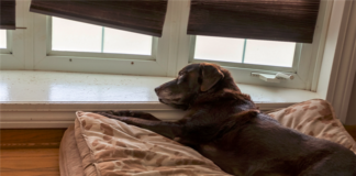 What Realtors Should Know About Going Pet-Friendly in rental property and apartments