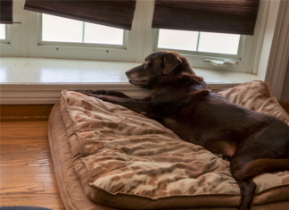 What Realtors Should Know About Going Pet-Friendly in rental property and apartments