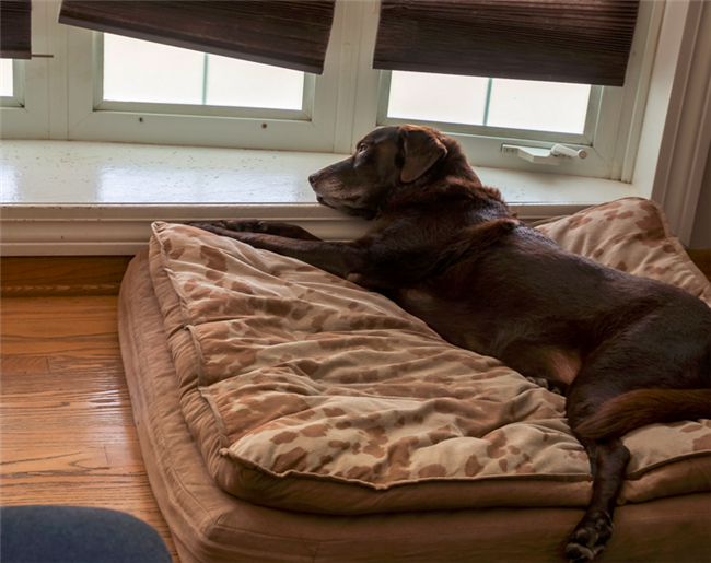 What Realtors Should Know About Going Pet-Friendly in rental property and apartments