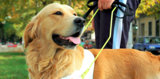 HUD Settles with Landlord, Property Manager Over Assistance Animal