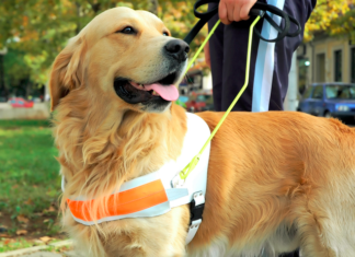 HUD Settles with Landlord, Property Manager Over Assistance Animal HUD Settles with Landlord, Property Manager Over Assistance Animal