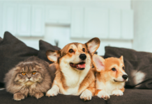 Bill To End Rental Application Pet Restrictions Advances In California A California bill to end rental application pet policies before renters pay application fees passed the Assembly Judiciary Committee