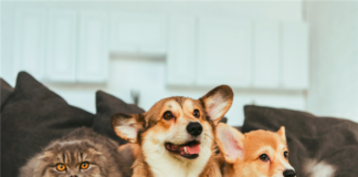 A California bill to end rental application pet policies before renters pay application fees passed the Assembly Judiciary Committee