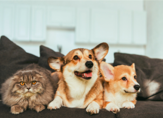 A California bill to end rental application pet policies before renters pay application fees passed the Assembly Judiciary Committee