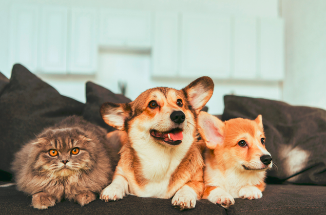 Welcoming More Pets Can Lead To Better Retention, More Revenue but you need pet waste management in place for unscooped pet waste