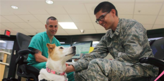 Disabled Veteran with Assistance Animal Denied Apartment, HUD Says