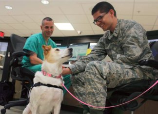 Disabled Veteran with Assistance Animal Denied Apartment, HUD Says