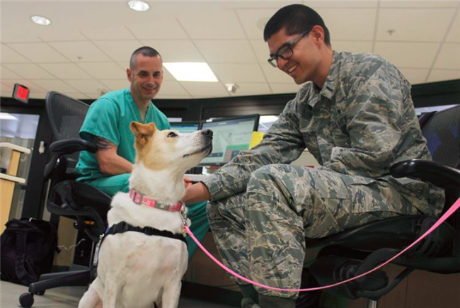 Disabled Veteran with Assistance Animal Denied Apartment, HUD Says