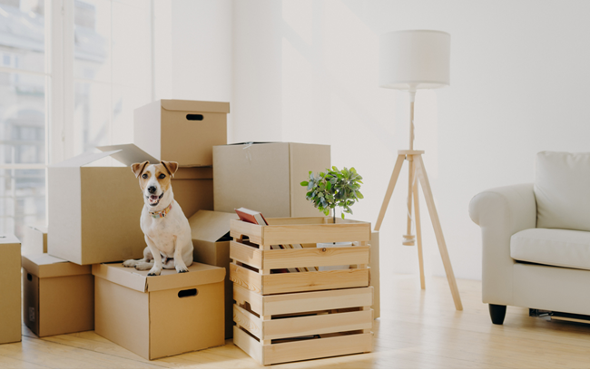 Can emotional support animal (ESA) fraud in the rental housing industry be reduced by modernizing pet policies?