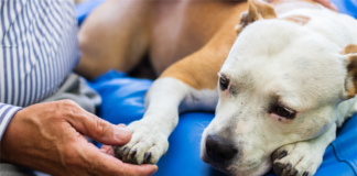 HUD has charged a landlord with disability discrimination over failing to lease a rental to a woman with a dog as an assistance animal