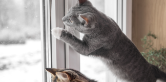 What to do about unauthorized pets in my rental is the question this week for Landlord Hank and how best to handle the problem.