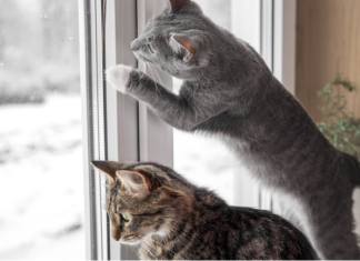 What to do about unauthorized pets in my rental is the question this week for Landlord Hank and how best to handle the problem.