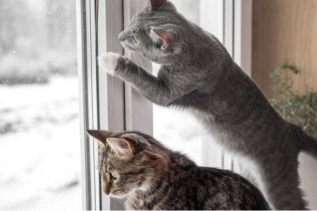 What to do about unauthorized pets in my rental is the question this week for Landlord Hank and how best to handle the problem.