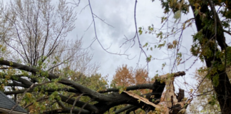 Generally, landlords are responsible for tree maintenance on their rental property unless the lease specifically states otherwise