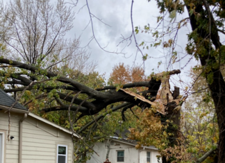 Generally, landlords are responsible for tree maintenance on their rental property unless the lease specifically states otherwise