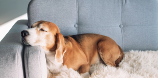 Can a landlord use pet deposit money to pay for other tenant rental damages is the question this week for Ask Landlord Hank.