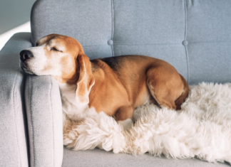 Can a landlord use pet deposit money to pay for other tenant rental damages is the question this week for Ask Landlord Hank.