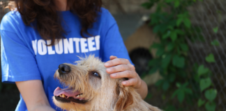 Here are 4 things rental property owners can do now to help keep people, pets and families together after LA's historic wildfires.