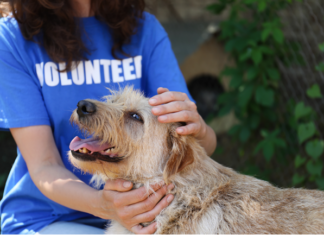 Here are 4 things rental property owners can do now to help keep people, pets and families together after LA's historic wildfires.