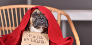Keep pets safe inside July 4 as more pets go missing around the 4th so here are tips, resources and why microchipping is important.