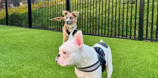 Dog-friendly apartments nationwide are competing with single-family homes, not other apartments-embracing pets improves financial performance