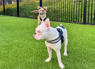 Dog-friendly apartments nationwide are competing with single-family homes, not other apartments-embracing pets improves financial performance