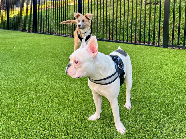 Dog-friendly apartments nationwide are competing with single-family homes, not other apartments-embracing pets improves financial performance