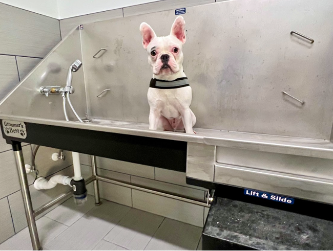 Dog washing stations are important 