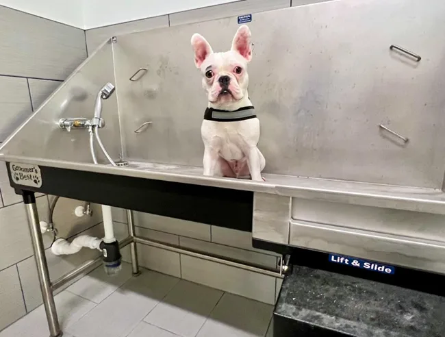 National dog day shows that pet inclusive is better than "pet-friendly" because it doesn't mean what renters think at apartment complexes