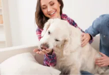 California landlords will have to put all pet policies into writing and provide to tenants after the California pet policy law was signed