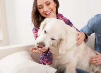 California landlords will have to put all pet policies into writing and provide to tenants after the California pet policy law was signed