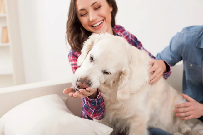 California landlords will have to put all pet policies into writing and provide to tenants after the California pet policy law was signed